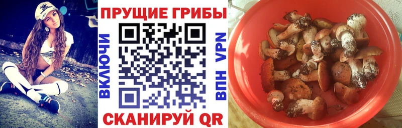 наркота  Тында  Псилоцибиновые грибы Cubensis 
